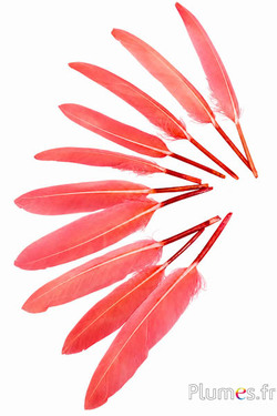 Gans - 10-15 cm - zalmroze